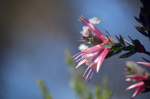 Australský Rodák Pink Five Corners Flowers Styphelia Triflora Čeledi Ericaceae — Stock fotografie