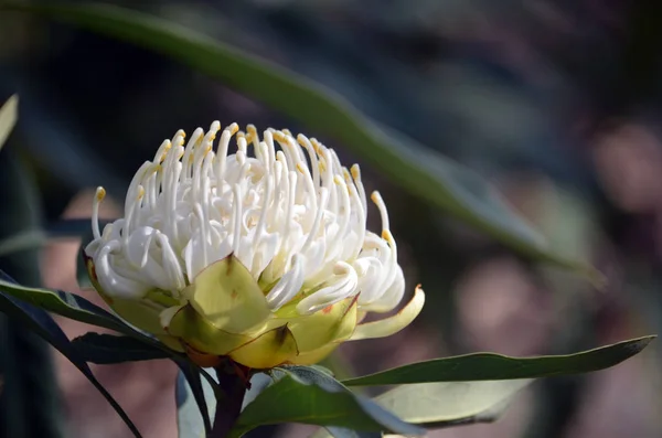 Waratah Branco Nativo Australiano Telopea Speciosissima Família Proteaceae Conhecido Como — Fotografia de Stock