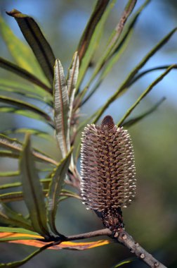 Grey mauve Australian native Hinchinbrook banksia flower, Banksia plagiocarpa, family Proteaceae. Endemic to Hinchinbrook Island and adjacent mainland north Queensland. Flowers in spring, summer, autumn and winter. clipart