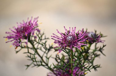 Batı Avustralya 'nın doğal mor kır çiçeği, Rose Coneflower, Isopogon formosus, Proteaceae ailesi. Güney Batı Avustralya 'ya salgın hastalık. Kış ve bahar çiçekleri. Pembeden mora kadar uzanan çiçekli küçük bir çalılık.. 
