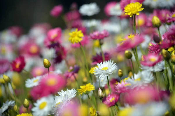 Tavaszi Háttér Egy Virágágyás Ausztrál Rózsaszín Sárga Fehér Örök Százszorszépek — Stock Fotó
