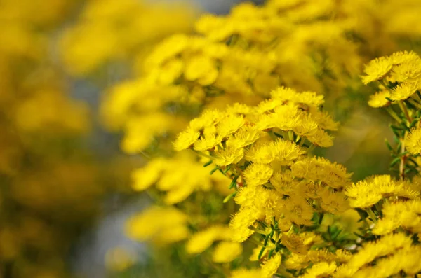 Gelbe Federblüten Verticordia Chrysantha Familie Myrtaceae Endemisch Südwesten Australiens Kleiner — Stockfoto