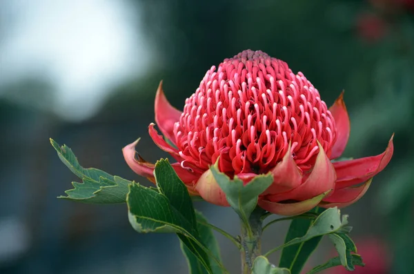 Avustralya Yerlisi Waratah Telopea Specosissima Proteaceae Familyasının Kırmızı Morumsu Çiçekleri — Stok fotoğraf