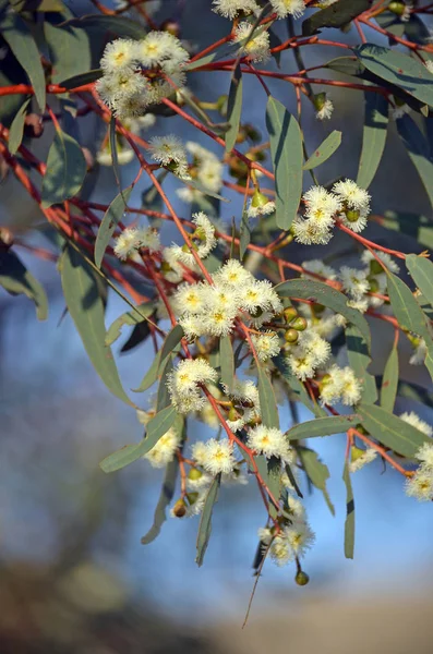 Fehér Virágok Sandplain Mallee Ból Eukaliptusz Ebbanoensis Myrtaceae Család Endemic — Stock Fotó