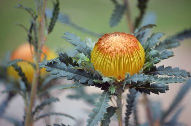 Gösterişli Dryandra, Banksia formosa, Proteaceae ailesinin Avustralya yerlisi altın çiçek başı. Endemik Batı Avustralya 'nın güneybatısında. Eskiden Dryandra formosa olarak bilinirdi..