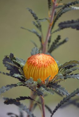 Gösterişli Dryandra, Banksia formosa, Proteaceae ailesinin Avustralya yerlisi altın çiçek başı. Endemik Batı Avustralya 'nın güneybatısında. Eskiden Dryandra formosa olarak bilinirdi..
