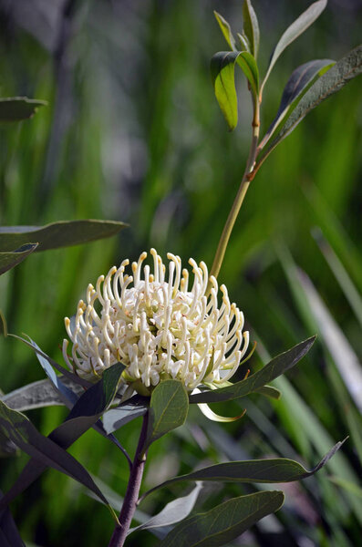 Австралийский белый варата, Telopea speciosissima, семейство Proteaceae. Известная как Wirrimbirra White. Эндемик Нового Южного Уэльса. Естественно встречающаяся белая цветовая форма общего красного многообразия
.