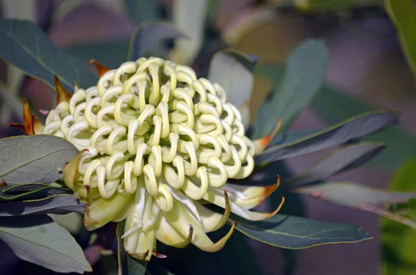 Australijska Rodzimy Biała Waratah Telopea Speciosissima Rodzina Proteaceae Znany Jako — Zdjęcie stockowe