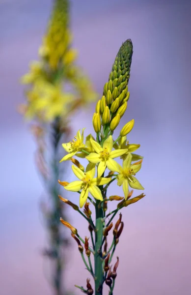 Australianas Flores Forma Estrela Amarela Nativa Bulbine Lily Bulbine Glauca — Fotografia de Stock