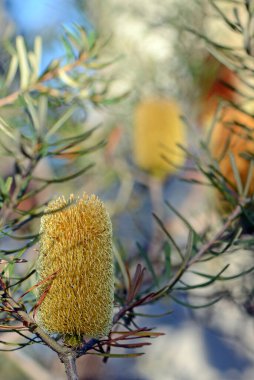 Avustralya doğumlu Gümüş Banksia, Banksia marjinate, Proteaceae ailesinin sarı cilt rengi ve çiçekleri. Hanımeli Banksia olarak da bilinir. Doğu Avustralya 'ya özgü küçük bir çalılık..