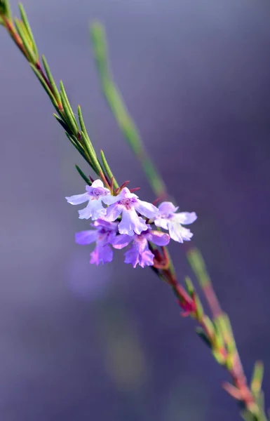 Delicadas Flores Moradas Nativa Australiana Hemigenia Hoja Estrecha Hemigenia Purpurea —  Fotos de Stock