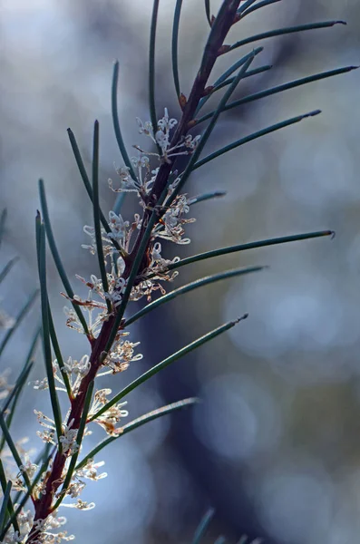 Flores Delicadas Folhas Longas Espinhosas Nativo Australiano Needlebush Hakea Gibbosa — Fotografia de Stock