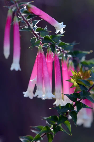 Bunga Berwarna Merah Muda Dan Putih Dari Fuchsia Heath Australia — Stok Foto