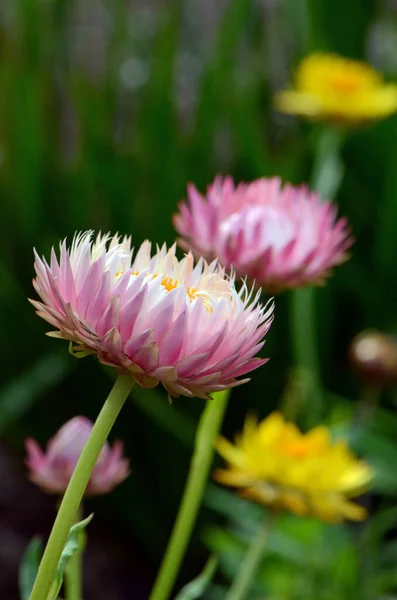 Австралийские Натуральные Розовые Белые Вечные Ромашки Xerochrysum Bracteatum Семейство Asteraceae — стоковое фото