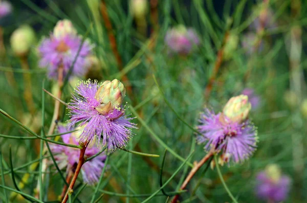 Australian Native Purple Flowers Wiry Honey Myrtle Melaleuca Filifolia Family — Stock Photo, Image