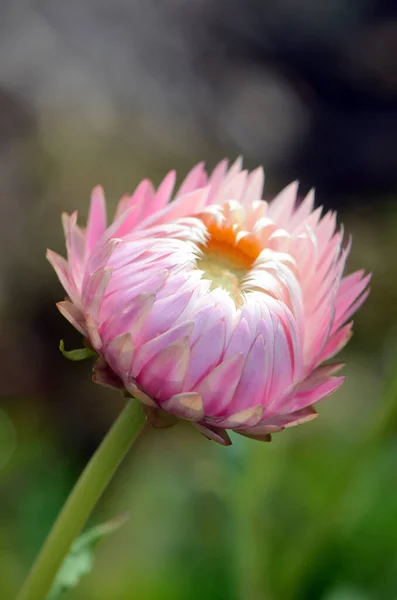 澳大利亚土生土长的粉红色和白色的永恒的雏菊花 紫锥菊科 也被称为纸雏菊和草莓花 西澳大利亚的地方病 — 图库照片