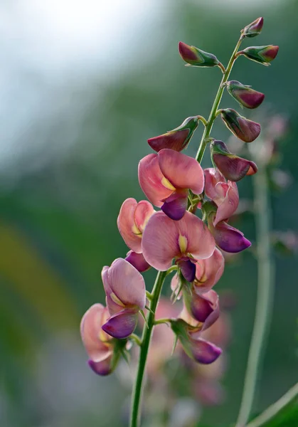 Peach colored Australian Indigo flowers, Indigofera australis, family fabaceae. Widespread in woodland and open forest in New South Wales, Queensland, Victoria, SA, WA and Tasmania