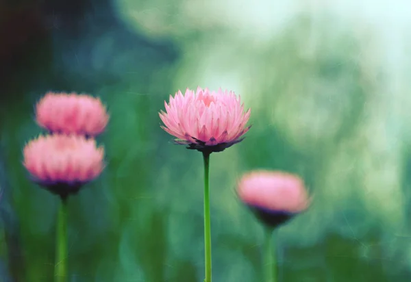 Vintage Impressionist Painterly Style Pink Australian Everlasting Daisy Grunge Textured — Stock Photo, Image