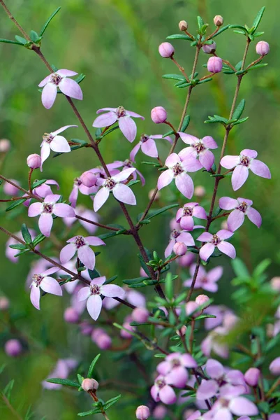 Pink flowers and buds of Australian native Boronia ledifolia, family Rutaceae. Growing in the Royal National Park, Sydney, Australia. Also known as the Showy, Sydney or Ledum Boronia