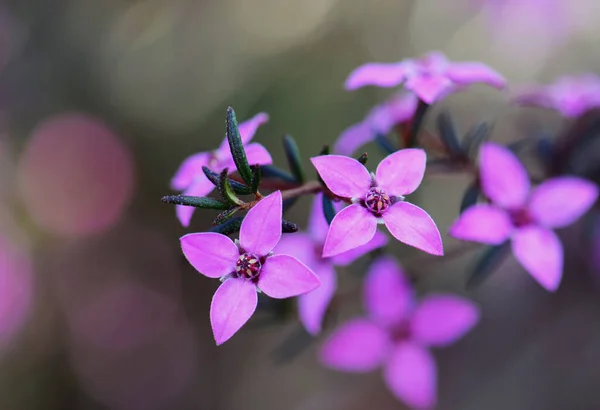Avustralya doğumlu Boronia ledifolia, Rutaceae, Royal National Park, Sydney, Avustralya 'nın pembe çiçeklerine yakın durun. Ayrıca Şov, Sydney veya Ledum Boronia olarak da bilinir.