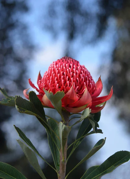 Красный Цветок Головы Родной Австралийский Waratah Telopea Speciosissima Семейство Proteaceae — стоковое фото