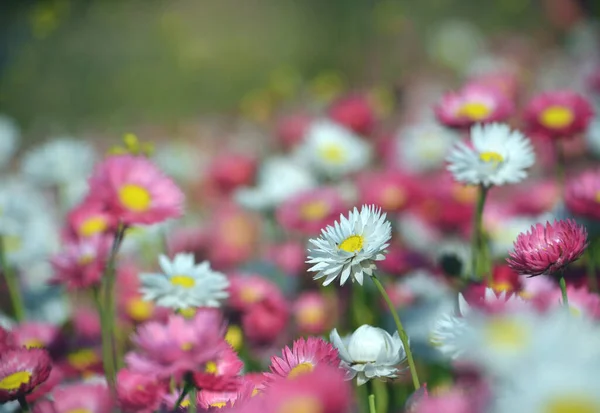 Spring Background Flower Bed Australian Pink Yellow White Everlasting Daisies — Stock Photo, Image