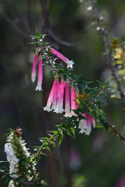 Розовые Красные Белые Колокольчатые Цветки Австралийских Fuchsia Heath Epacris Longiflora — стоковое фото