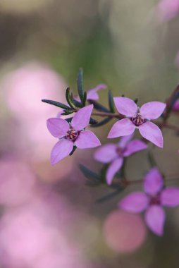 Avustralya doğumlu Boronia ledifolia, Rutaceae, Royal National Park, Sydney, Avustralya 'nın pembe çiçeklerine yakın durun. Ayrıca Şov, Sydney veya Ledum Boronia olarak da bilinir.