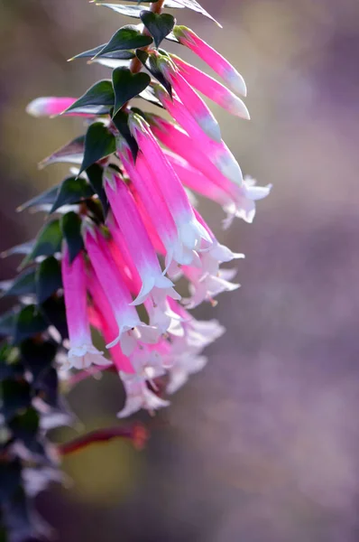 Pink Merah Dan Putih Berbentuk Lonceng Bunga Australia Fuchsia Heath — Stok Foto