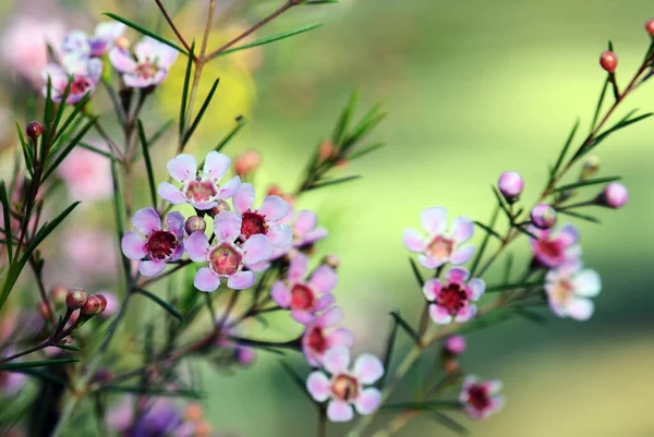澳大利亚土生土长的Geraldton Wax栽培品种的粉红色花 西澳大利亚特有的仙人掌科 仙人掌属 冬季和春季开花 — 图库照片