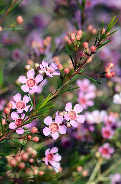 Розовые Цветы Австралийского Происхождения Geraldton Wax Cultivar Cwa Pink Chamelaucium — стоковое фото