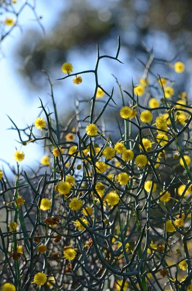 Zurück Beleuchtete Stachelige Zweige Und Gelbe Blüten Der Ungewöhnlichen Australischen — Stockfoto