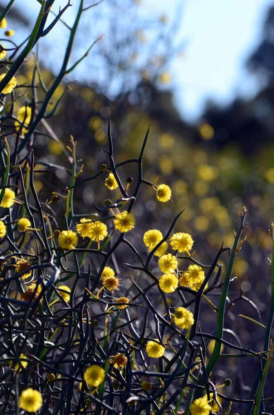 Tylne Oświetlone Kręgosłupy Żółte Kwiaty Niezwykłej Australijskiej Rodzimej Leafless Rock — Zdjęcie stockowe