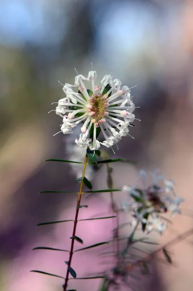 Bílý Australský Rodák Slender Rice Flower Pimelea Linifolia Čeledi Thymelaeaceae — Stock fotografie