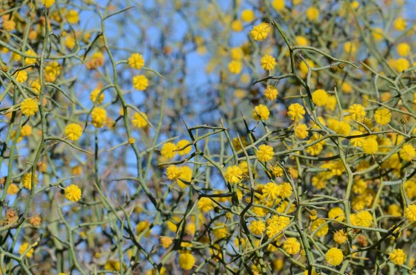 Колючі Стебла Жовті Квіти Незвичайної Австралійської Породи Leafless Rock Wattle — стокове фото