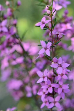 Avustralya 'nın yerlisi Boronia ledifolia' nın pembe çiçekleri ve tomurcukları Little Marley yangın patikasında yetişiyor. Ayrıca Şov, Sydney veya Ledum Boronia olarak da bilinir.