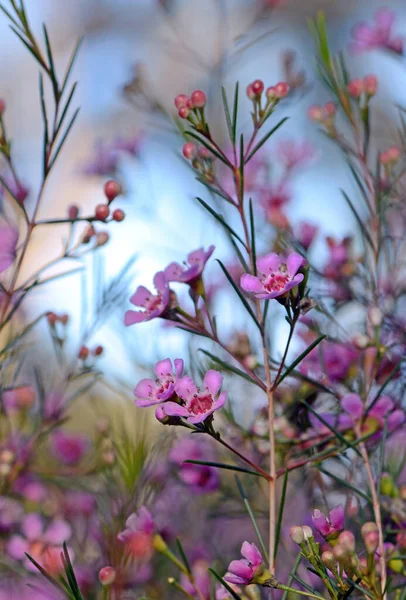 Flores Rosadas Cultivar Nativo Australiano Geraldton Wax Cwa Pink Chamelaucium — Foto de Stock