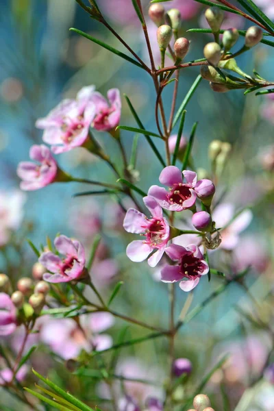 Pink Flowers Australian Native Geraldton Wax Cultivar Cwa Pink Chamelaucium — Stock Photo, Image