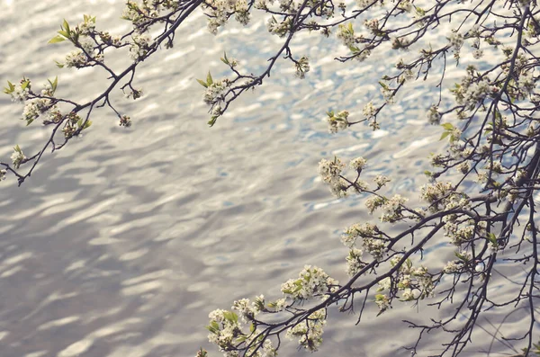Floraison Des Branches Cerisiers Fleurs Surplombant Eau Ondulée Vintage Nature — Photo