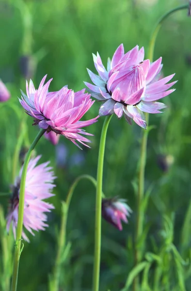 Две Розовые Австралийские Ромашки Everlasting Rhodanthe Anthemoides Семейство Asteraceae Известный — стоковое фото