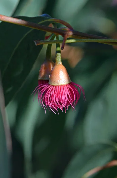 Ausztrál Őshonos Eukalyptus Leucoxylon Euky Dwarf Myrtaceae Család Egyetlen Virága — Stock Fotó