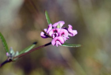 Heathy Mirbelia, Mirbelia rubiifolia ve Fabaceae ailesinin narin küçük, mor bezelye çiçekleri. Baharda Sydney ormanlarında yetişiyor. Doğu Avustralya 'ya Endemik.