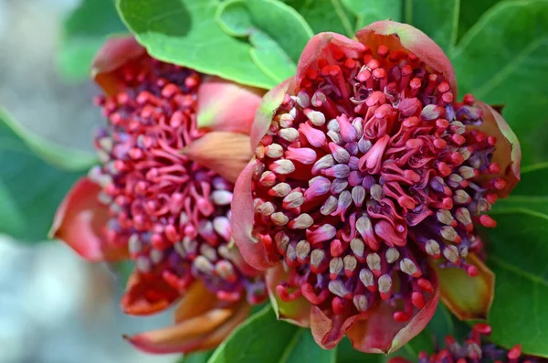 Zbliżenie Australijskich Wojsk Rodzimych Oglądane Góry Telopea Speciosissima Rodzina Proteaceae — Zdjęcie stockowe