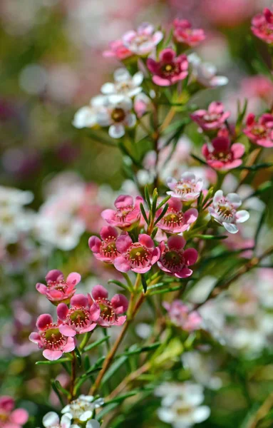 Red Pink White Flowers Australian Chamelaucium Waxflower Variety Sweet Sixteen — Stock Photo, Image