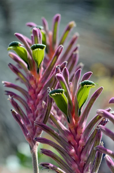 Colorful purple, green, pink Australian native Kangaroo Paw flowers, Kings Park Royale variety, family Haemodoraceae. Anigozanthos humilis and flavidus hybrid.