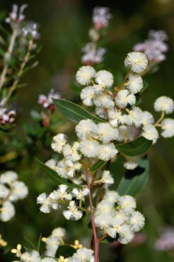 Avustralya 'nın Myrtle Wattle, Acacia myrtifolia, Fabaceae, Mimosoideae familyasından krema çiçeklerine yakın dur. Red Stemed Wattle olarak da bilinir. Filipinlerin belirgin damarları vardır.. 