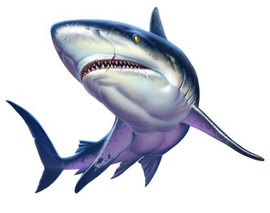 Resif köpekbalığı, Karayip resif köpek balığı.