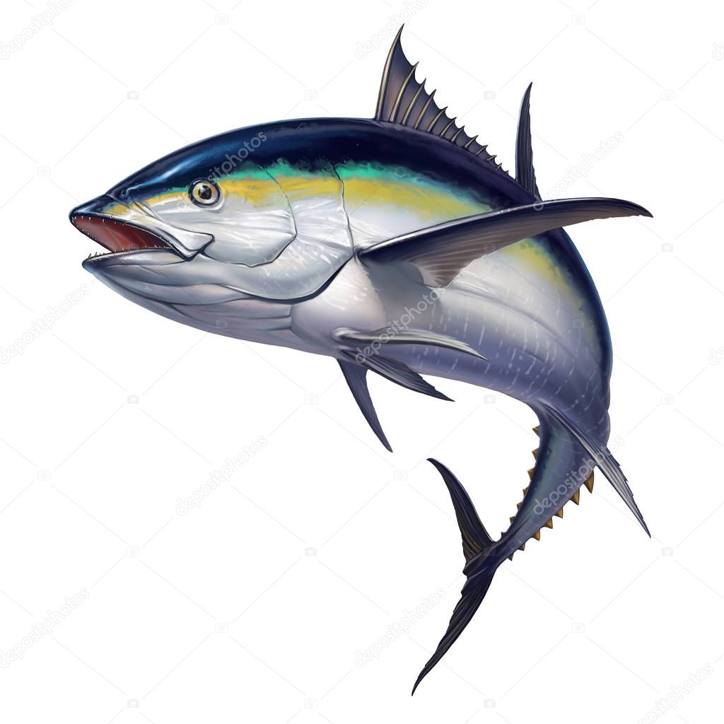 black fin tuna on white