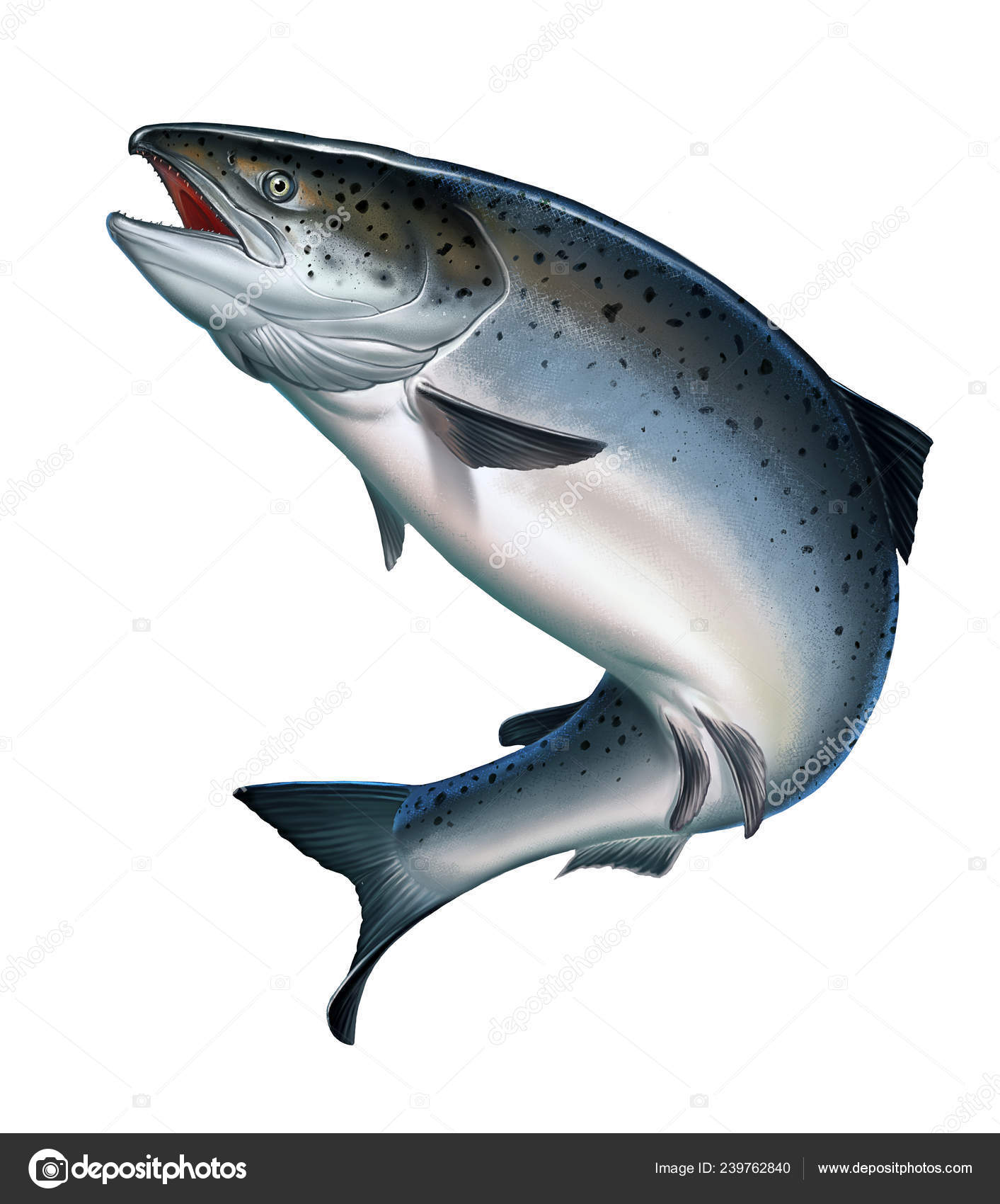 Atlanterhavslaks Eller Rosa Laks Med Hvit Bakgrunn – stockfoto ©  sproutnft@gmail.com #239762840, image size:1413x1700