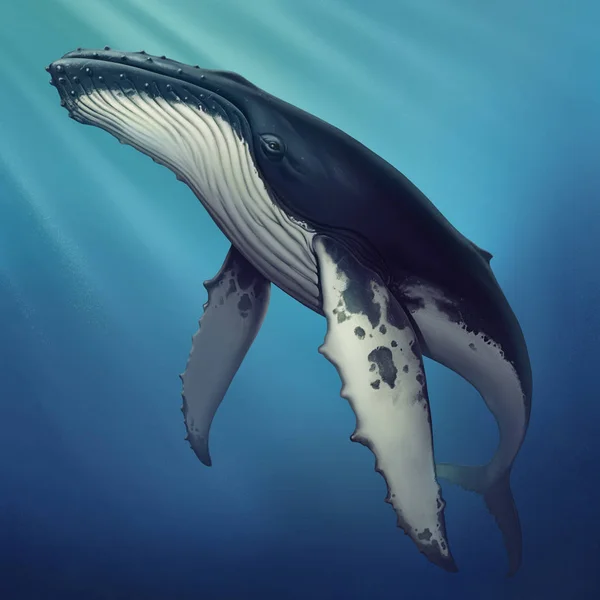 Whale under water realistic illustration of a copis. — ストック写真